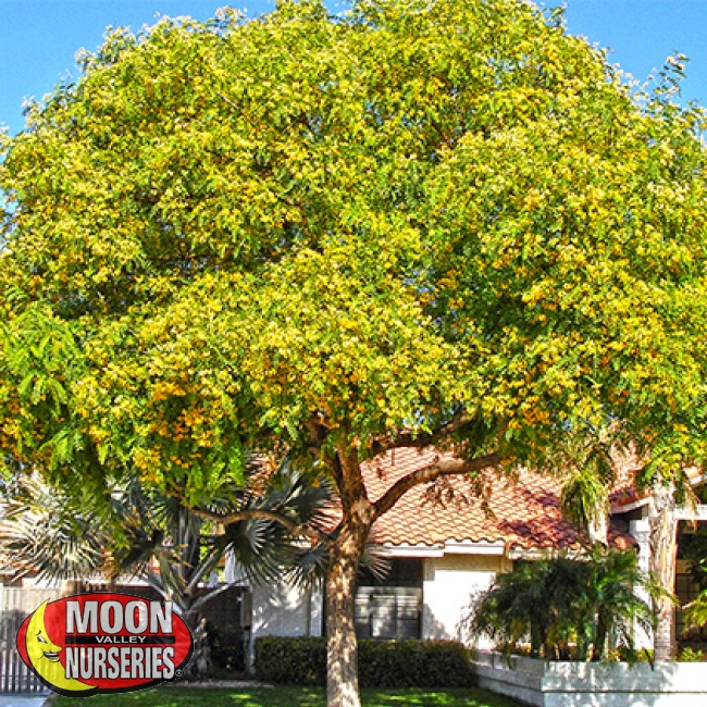 How to Grow Tipu Trees in Southern California
